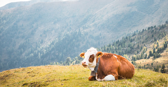 Cow laying down on grass in mountains.