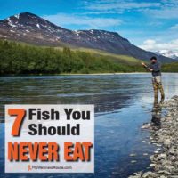 Man fly fishing in mountain river with overlay: 7 Fish You Should Never Eat