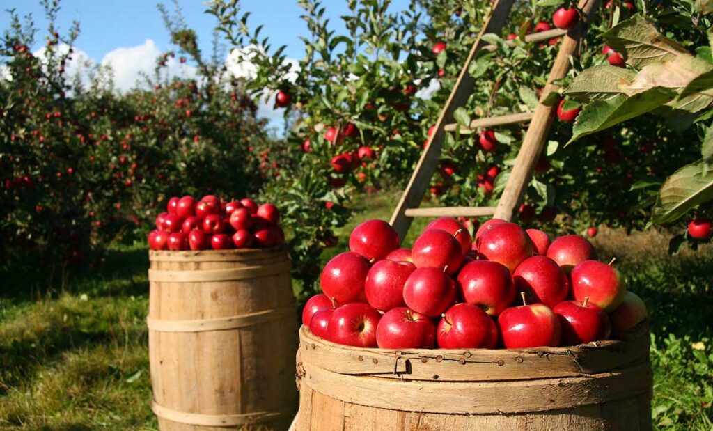 Apple orchard with two full barrels of red apples.