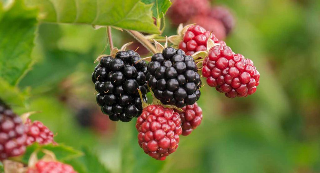 Blackberries on a vine.