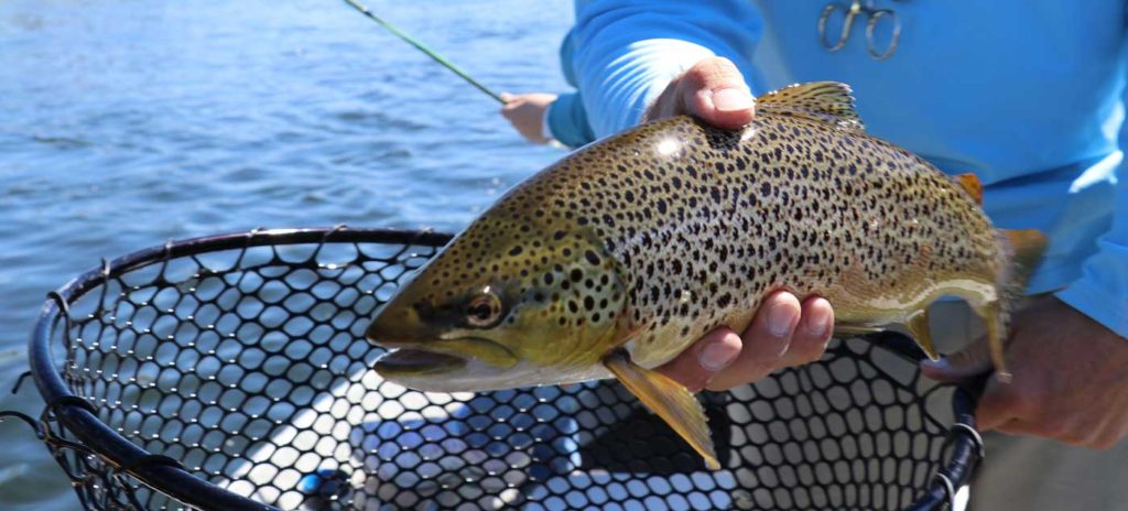 Holding a brown trout while fishing.