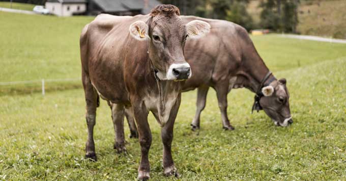 Two cows on a pasture.