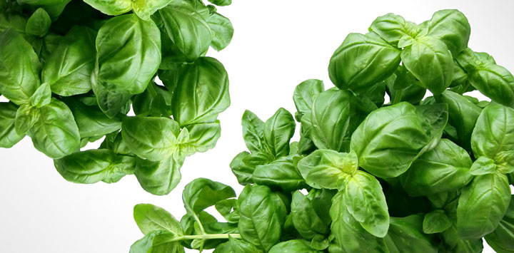 Fresh basil leaves.