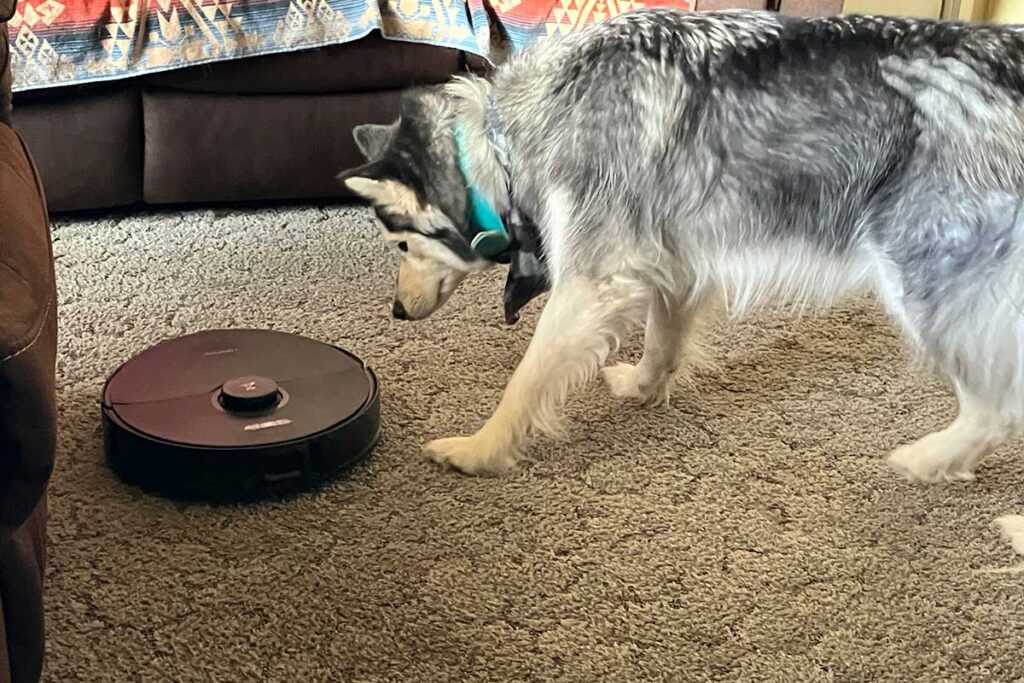 Our husky following the robot vacuum.