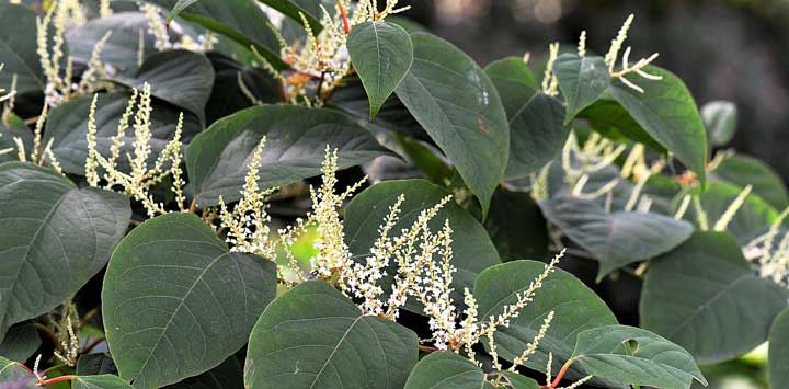 Japanese Knotweed plant.