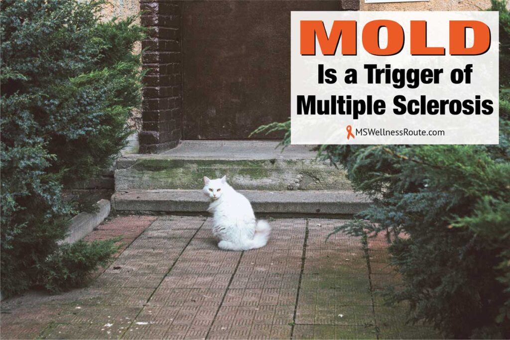 A white cat sitting on a sidewalk in front of a moldy front door step with overlay: Mold is a Trigger of MS