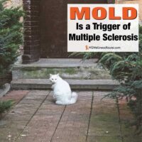 A white cat sitting on a sidewalk in front of a moldy front door step.