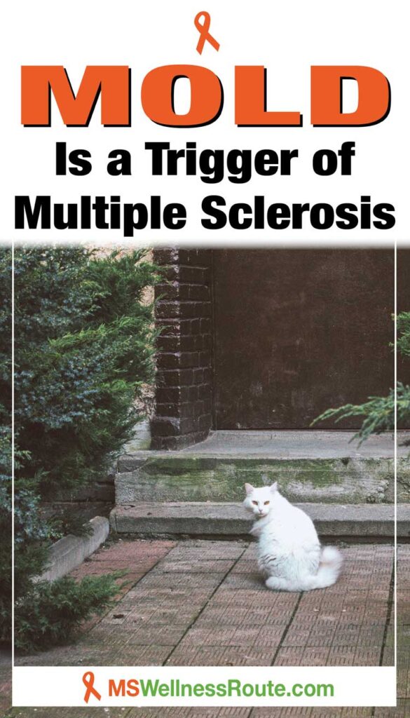 A white cat sitting on a sidewalk in front of a moldy front door step with headline: Mold is a Trigger of MS