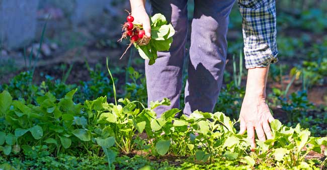 Picking radishes from a garden.