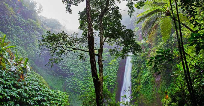 Rainforest with waterfall in the background.