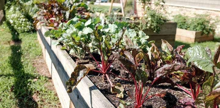 Vegetable garden with raised beds.