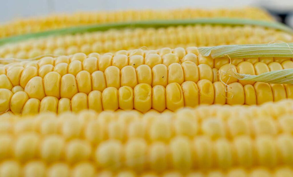 Rows of corn on the cob.