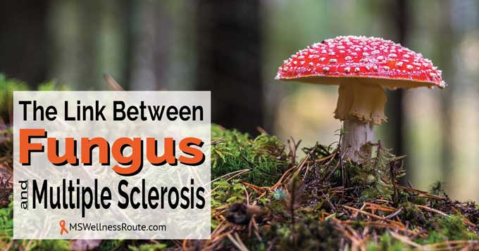 Picture of red capped mushroom with the words saying The Link Between Fungus and Multiple Sclerosis.