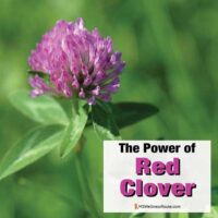 Close up of a red clover with overlay: The Power of Red Clover.