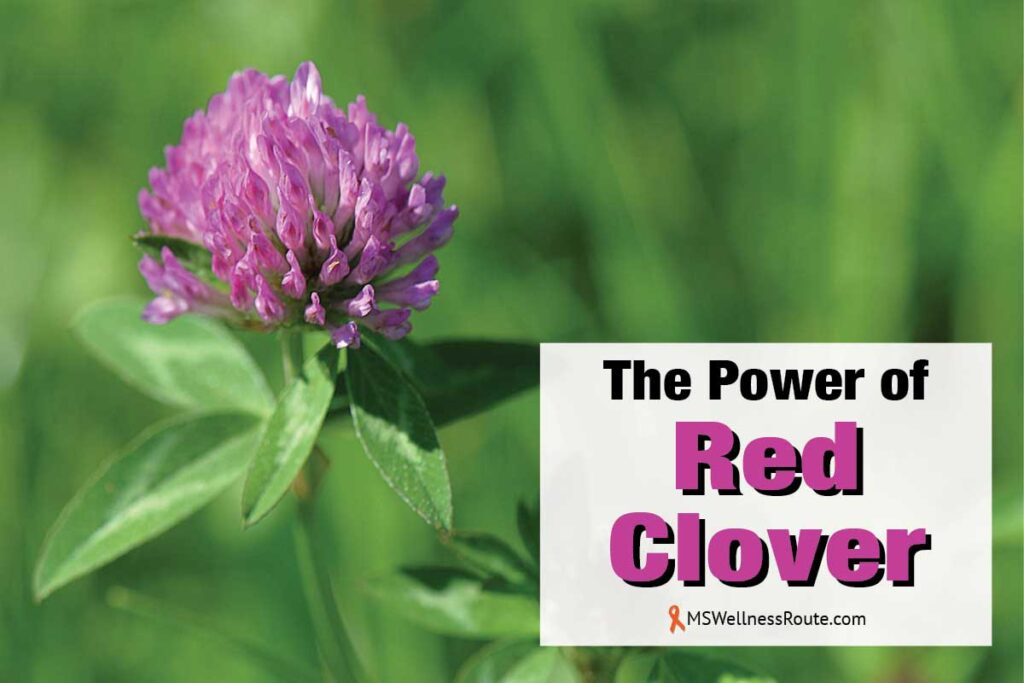 Close up of a  red clover with overlay: The Power of Red Clover.