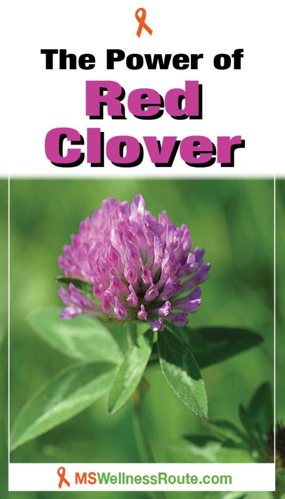 Close up of a  red clover with headline: The Power of Red Clover.