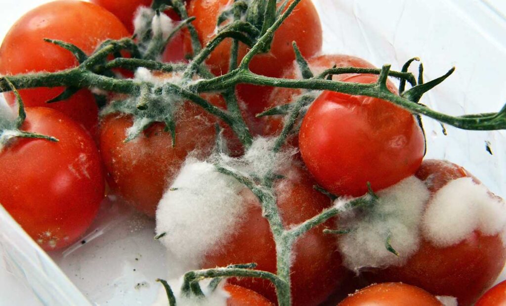 Tomatoes On A Vine With Mold 1024x619 