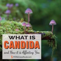 Forest with moss and purple mushrooms with overlay: What is Candida and How it is Affecting You