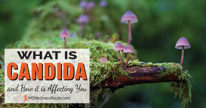 Picture of moss and purple mushrooms with overlay: What is Candida and How it is Affecting You