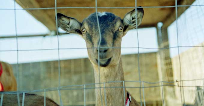 A billy goat looking out of his fenced area.