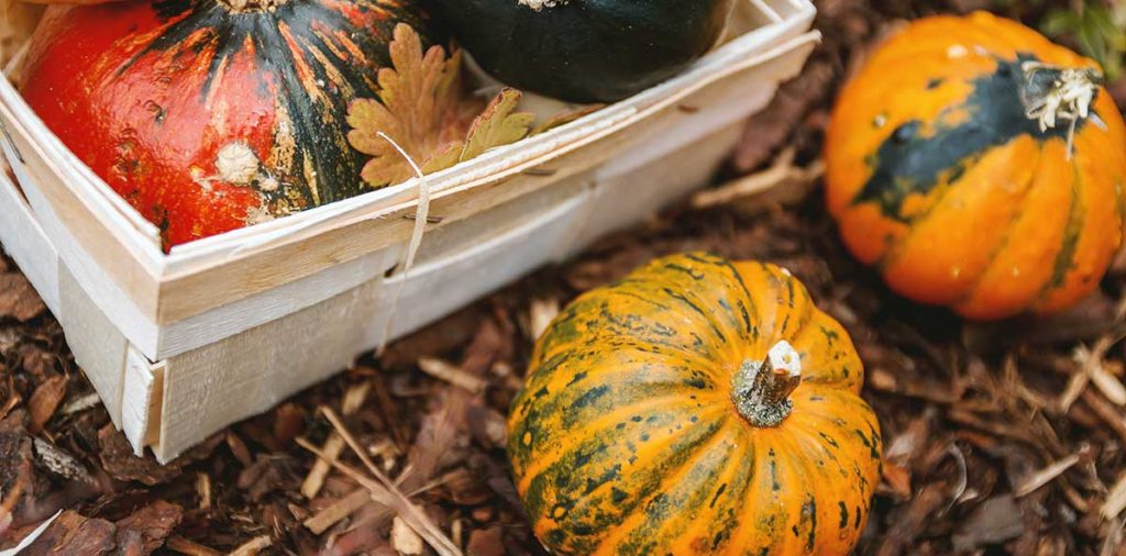 Winter squash in a wooden box and mulch.