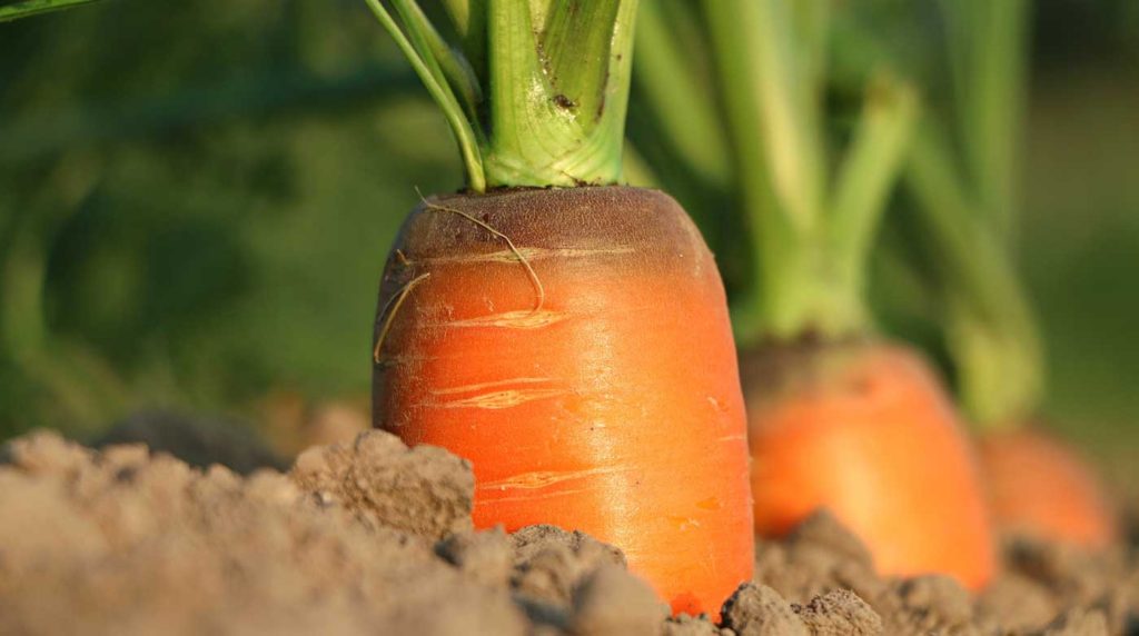 Close-up of carrots growing in a garden.