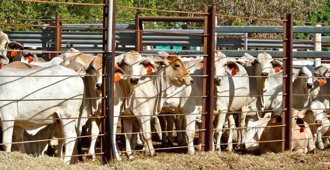 Cows behind a fence in tight conditions.