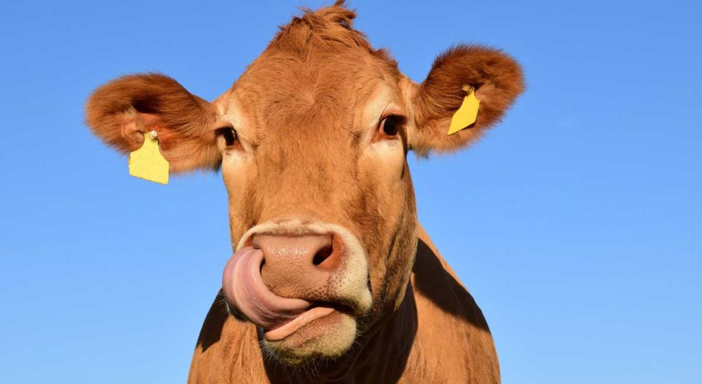 A brown cow licking it nose.