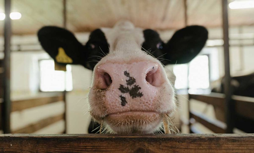 Cow looking at camera reaching over its pen.