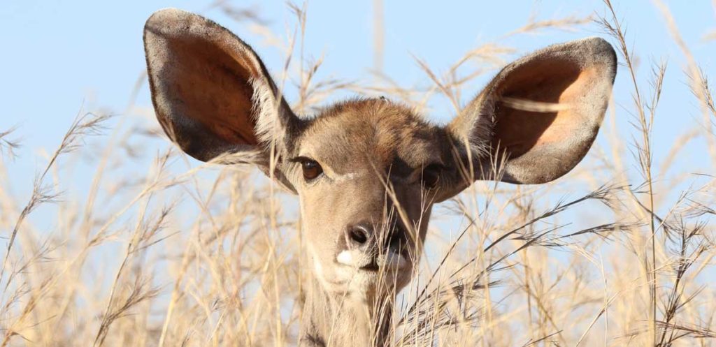 Deer with big ears looking at camera.