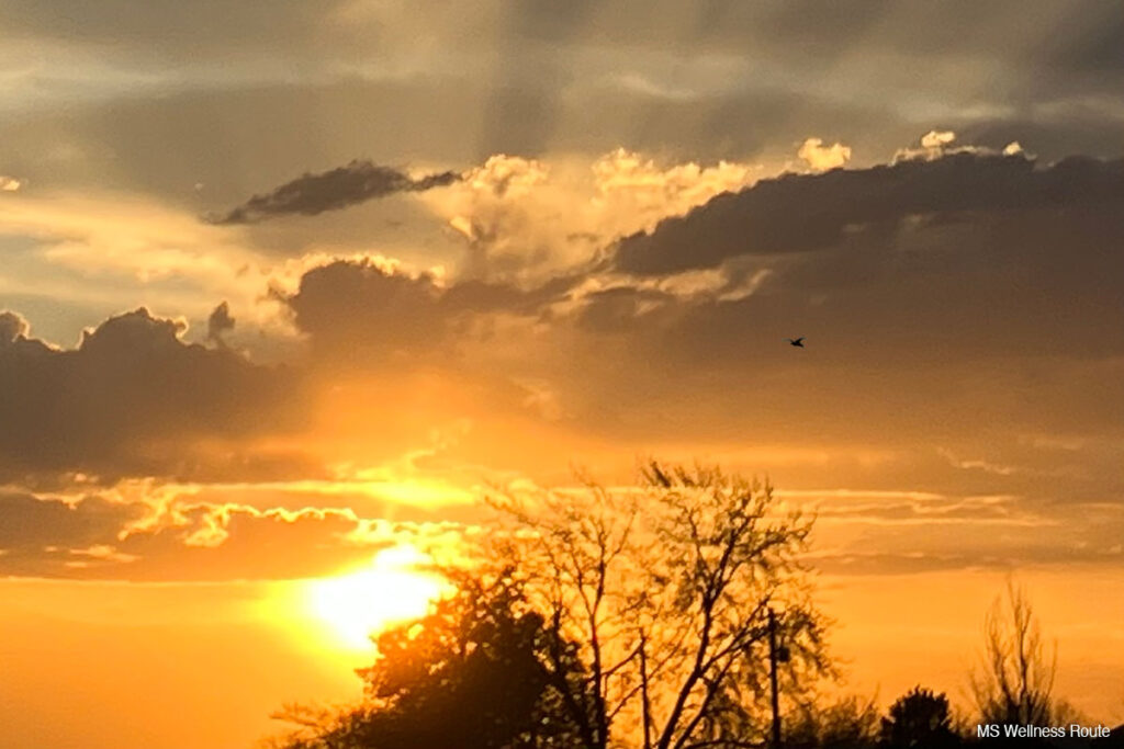 Beautiful summer sunset with duck flying by.