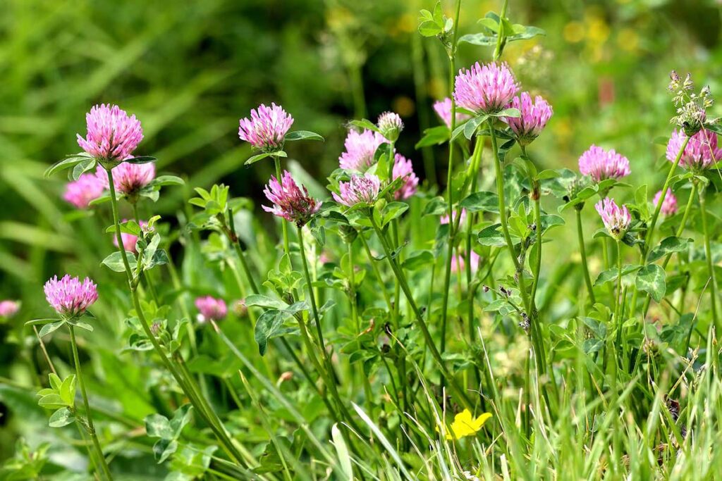 Field of red clover.