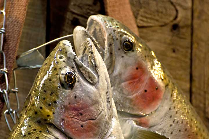 Two fish on a fishing string.