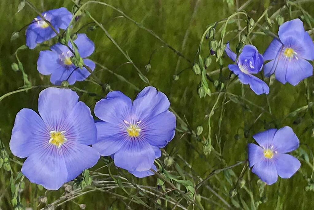 Close up of blue flax wildflowers.