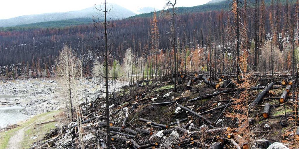 Burned trees and lake in mountain forest.