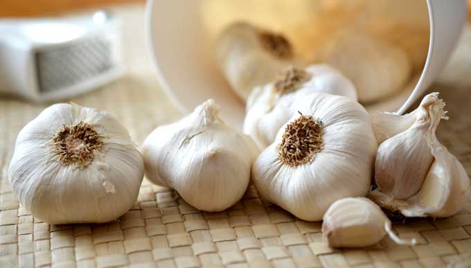 Garlic Bulbs