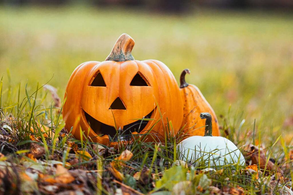 Halloween pumpkins in grass with autumn leaves.