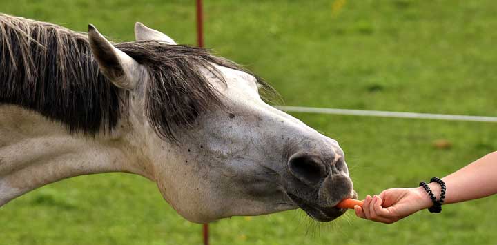 A woman feeding a horse a carrot.