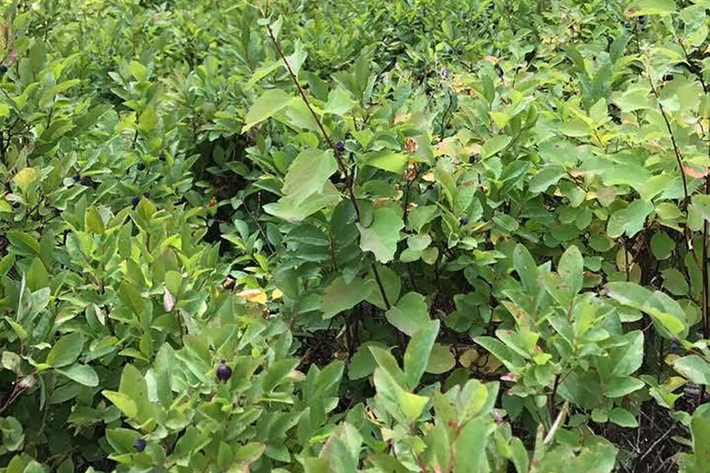 Close up of huckleberry plants.