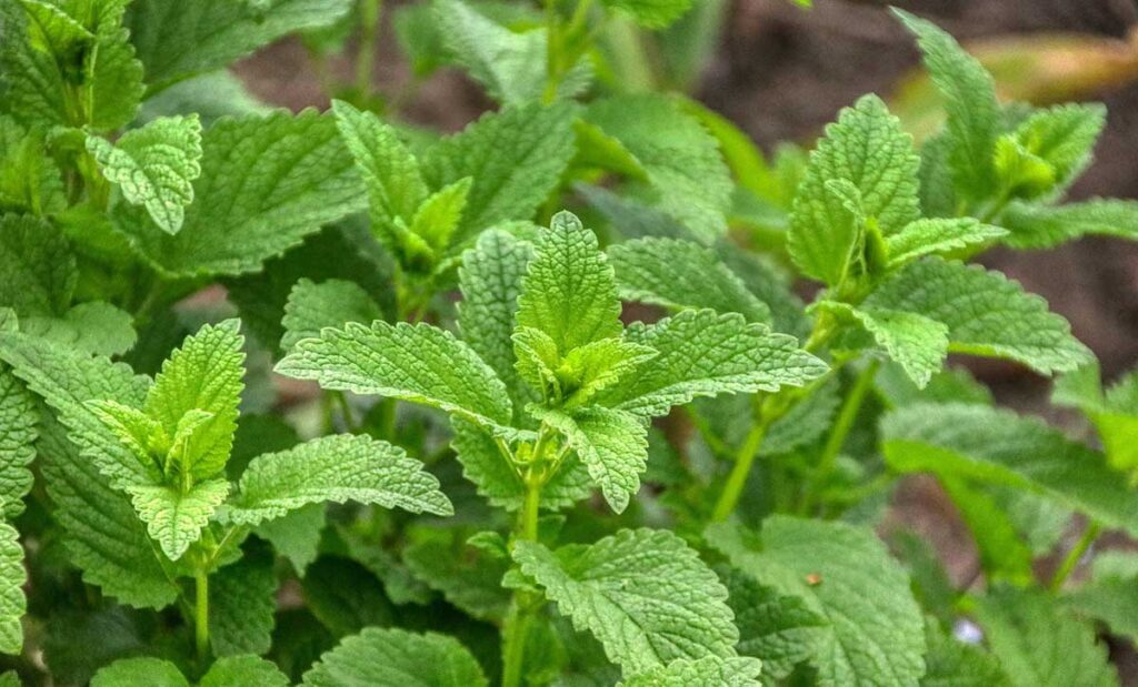 lemon balm plant