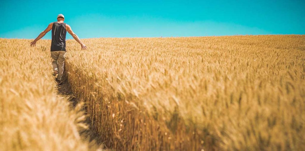 Man in wheat field walking away leaving a trail.