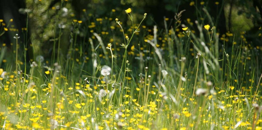 Meadow of grass and wildflowers