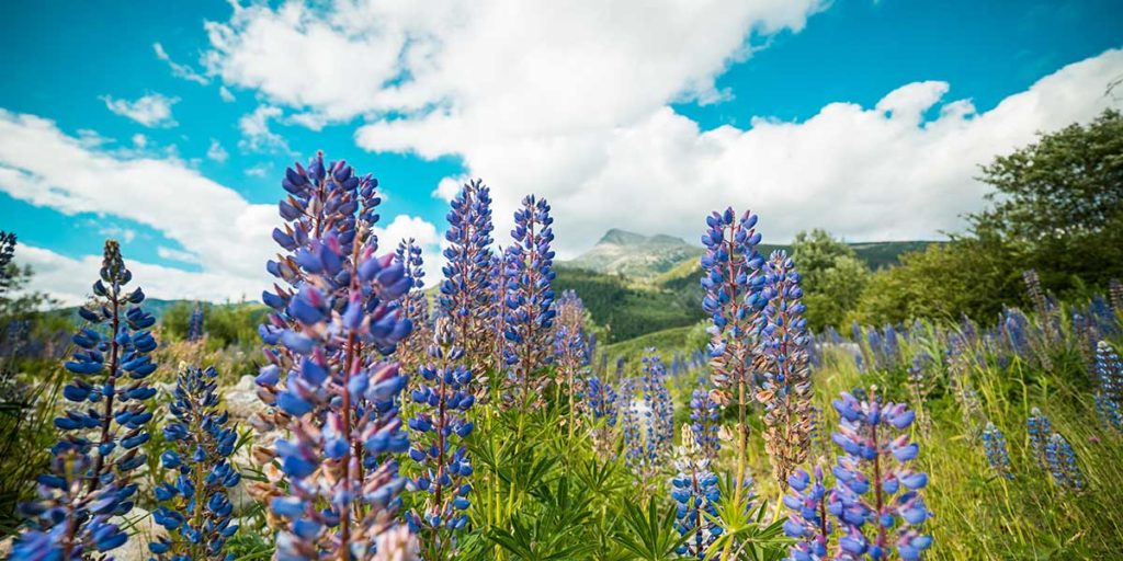 Lupin flowers in mountains.