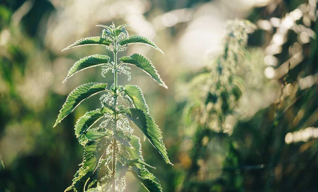 The herb nettle growing outdoors.