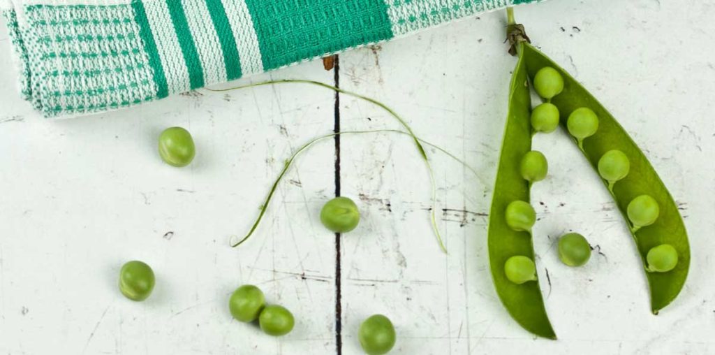 Opened pea pod with peas.