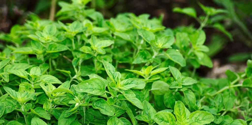 Closeup of oregano plant.