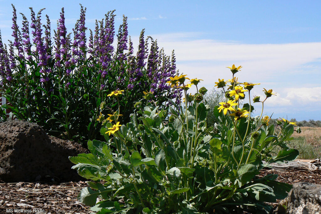 Purple penstemon and yellow chocolate flowers.