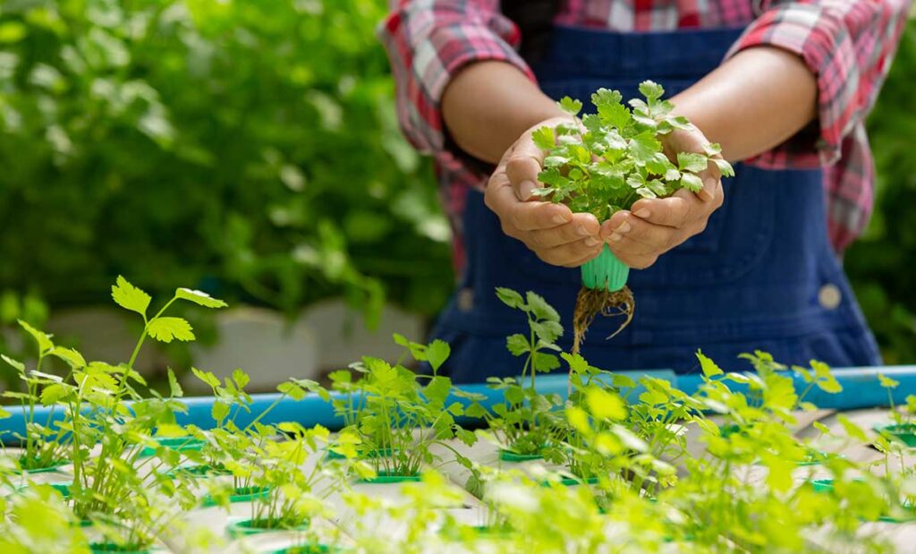 Person holding herbs from garden for managing MS naturally.