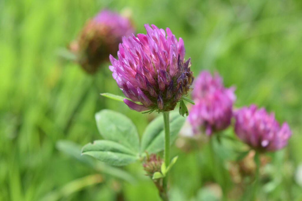 Close up of red clover in grass.