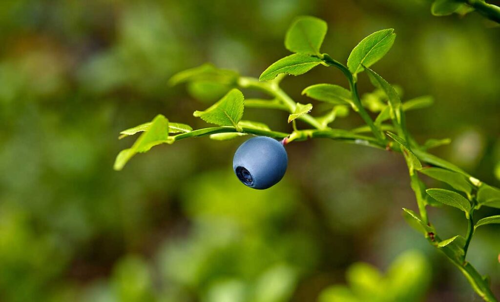 Close up of a wild blueberry on the bush.